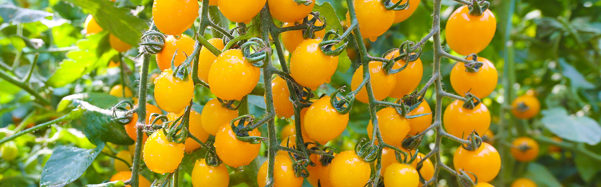 中以化(山東)生物科技有限公司