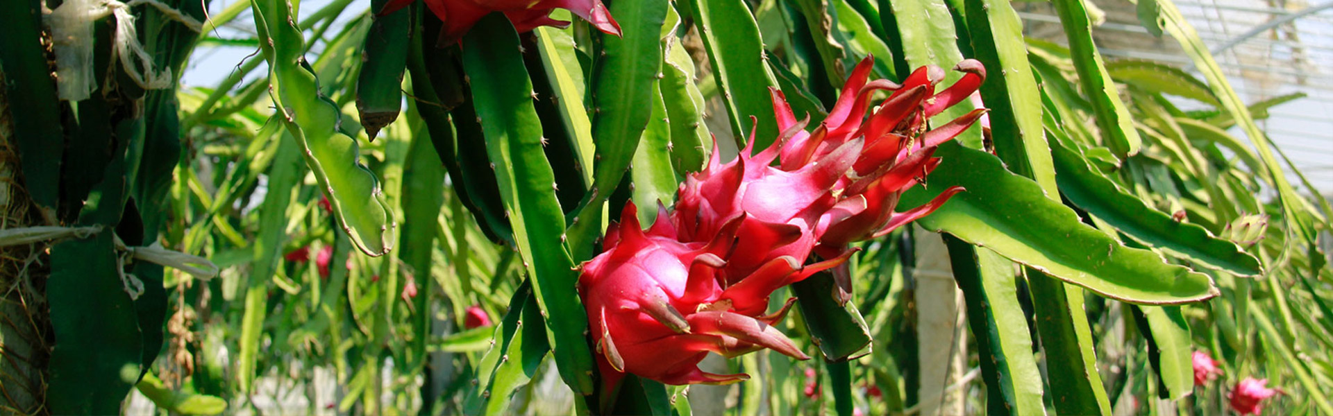中以化(山東)生物科技有限公司